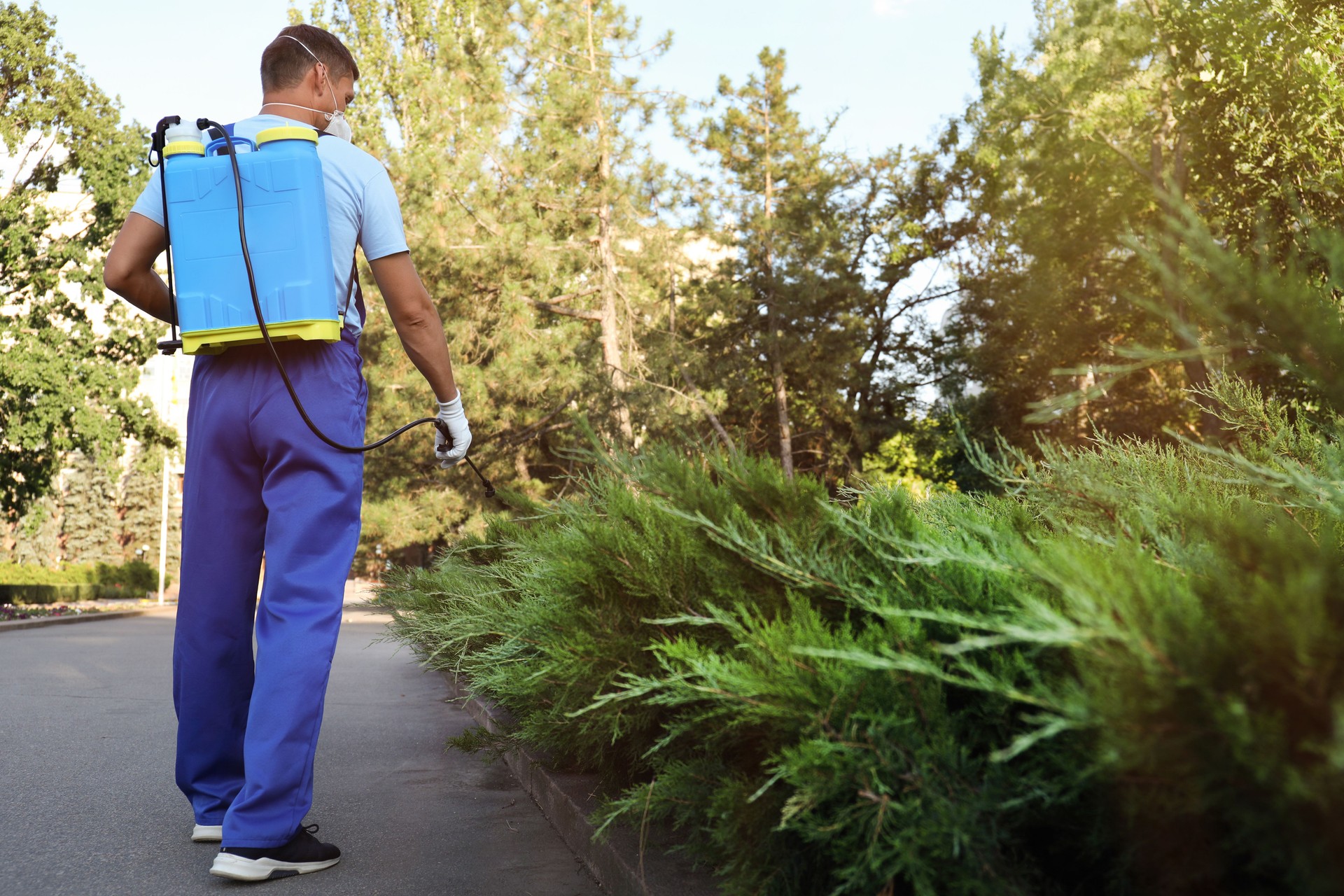Worker spraying pesticide onto green bush outdoors. Pest control